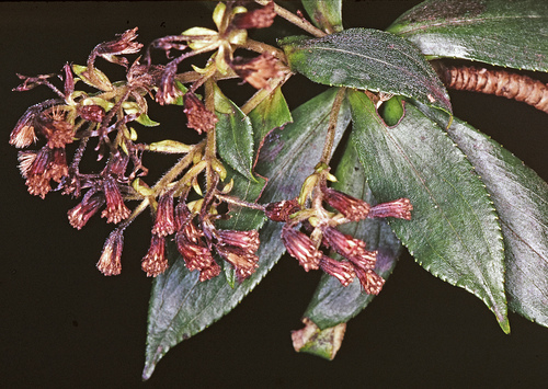 Dubautia syndetica