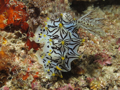Halgerda okinawa observed 2017-08-26