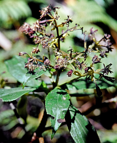 Dubautia syndetica