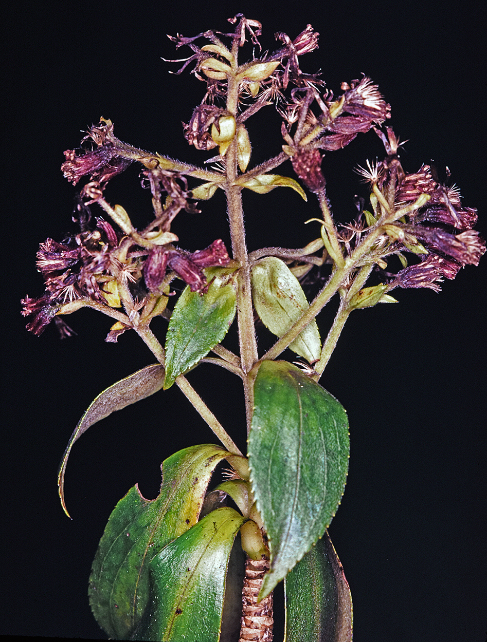 Dubautia syndetica