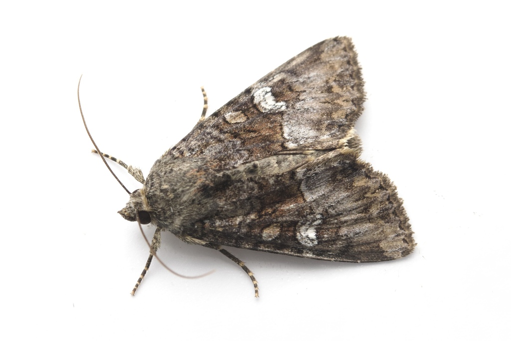 Triphaenopsis jezoensis