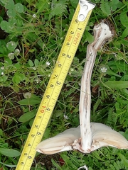 Macrolepiota phaeodisca