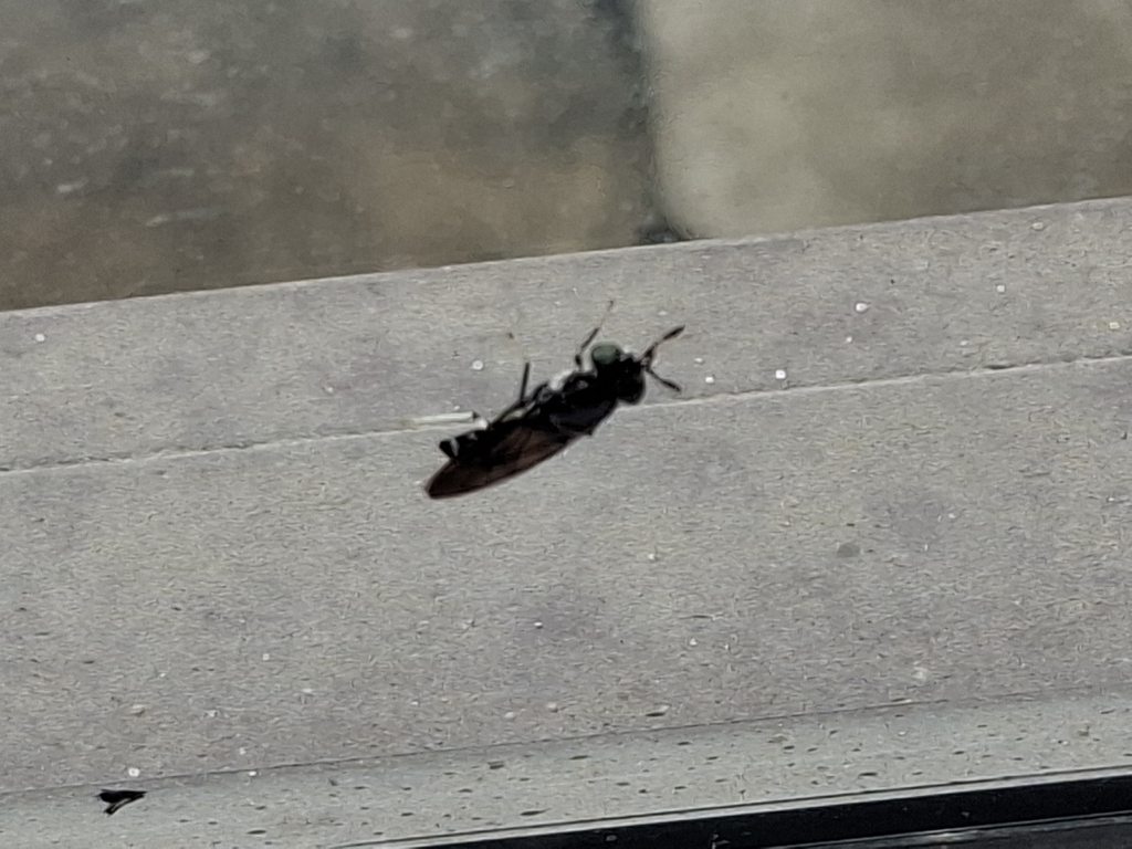 Lalat Tentara Hitam (Hermetia illucens)