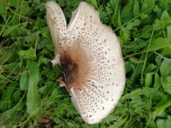 Macrolepiota phaeodisca