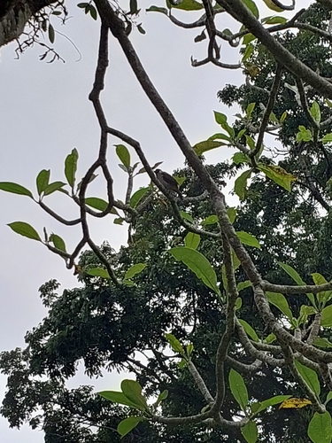 Pycnonotus aurigaster