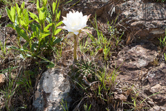 Echinopsis rojasii