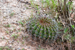 Echinopsis rojasii