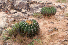 Echinopsis rojasii