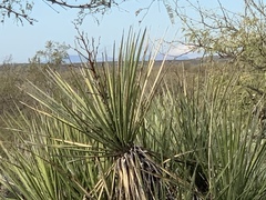 Yucca baccata brevifolia