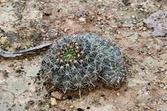 Echinopsis rojasii