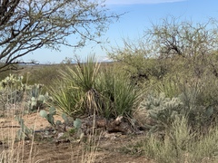 Yucca baccata brevifolia
