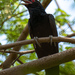 Asian Koel - Photo (c) Razvan Matei, some rights reserved (CC BY-NC)