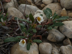 Dryas grandis