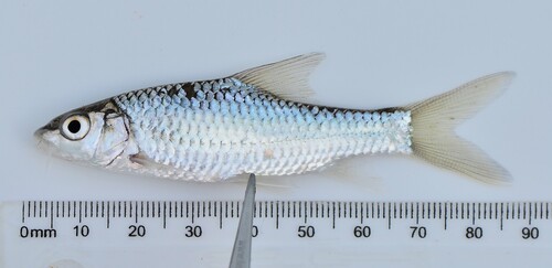 Barbus (Labeobarbus altianalis) — Cyprinidae — 5