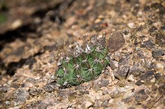 Echinopsis rojasii