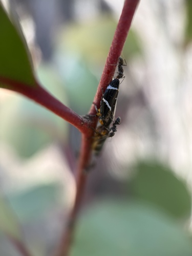 Eurymeloides bicincta observed 2026-01-22