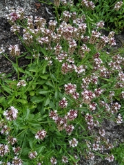 Lobelia jasionoides