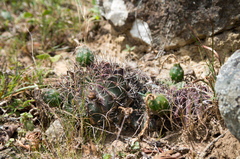 Echinopsis rojasii