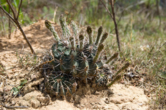 Echinopsis rojasii