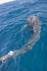 Rhincodon typus