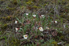 Dryas grandis