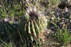 Echinopsis rojasii