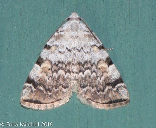 American Idia Moth