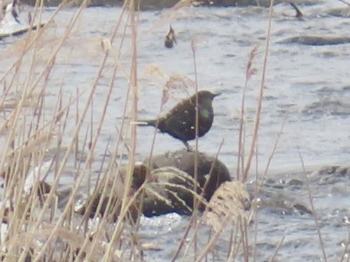 Brown Dipper (Cinclus pallasii), photo 2