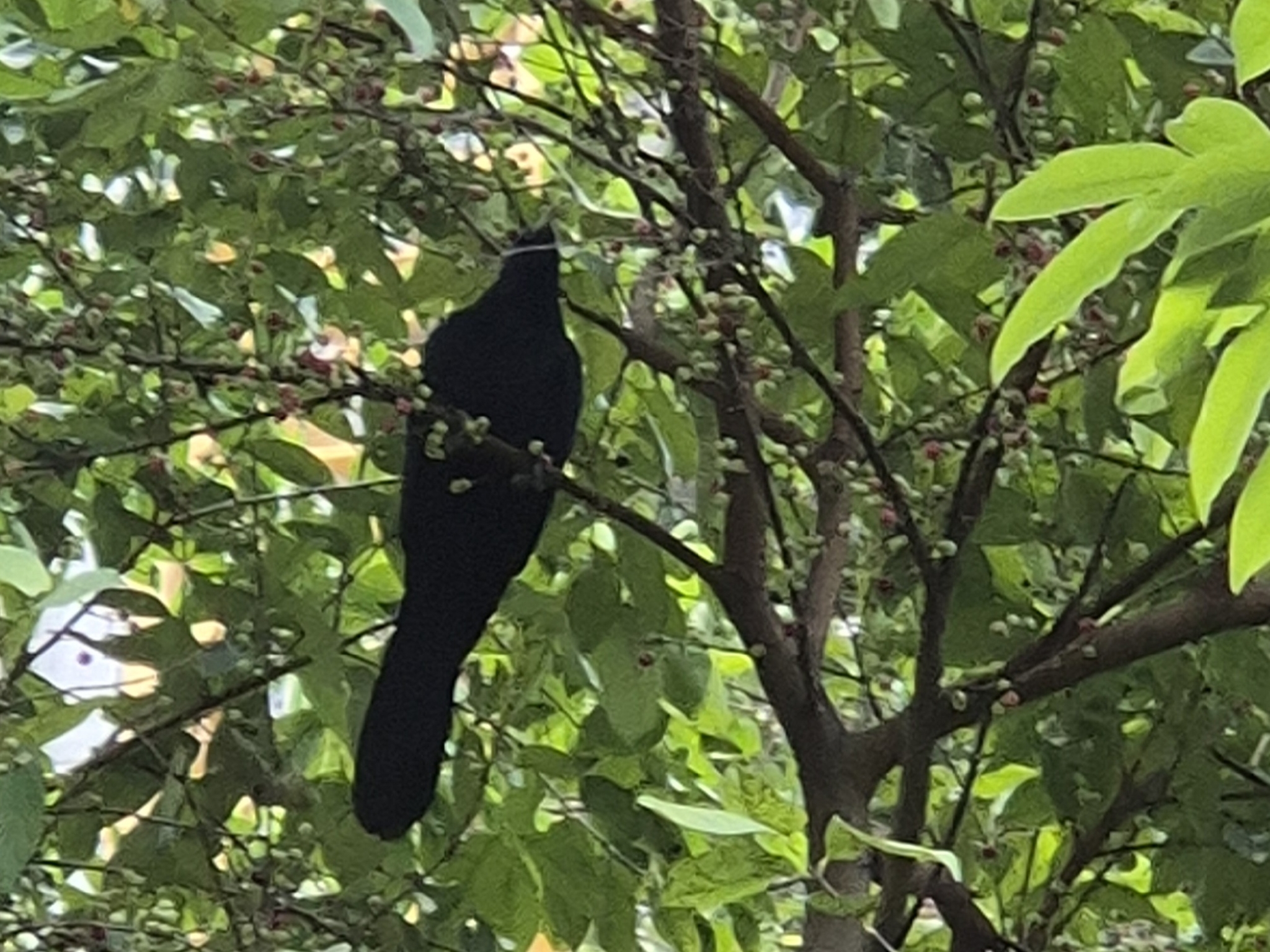 Asian Koel (Eudynamys scolopaceus), photo 10
