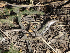 Podarcis siculus