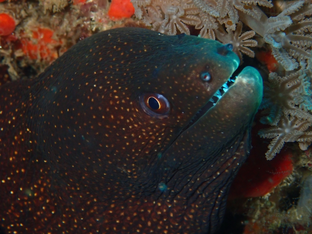 Guinea Moray Eel (Gymnothorax meleagris)