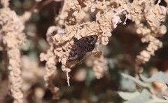Hesperopsis gracielae