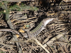 Podarcis siculus