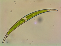 Closterium dianae