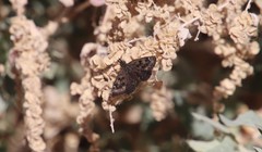 Hesperopsis gracielae