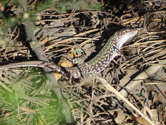 Podarcis siculus