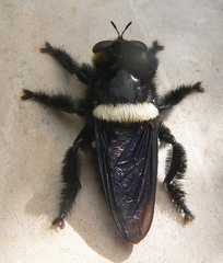 Hyperechia marshalli