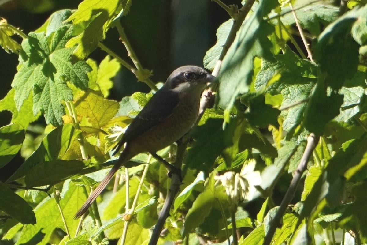 Grey-backed Shrike (Lanius tephronotus), photo 1