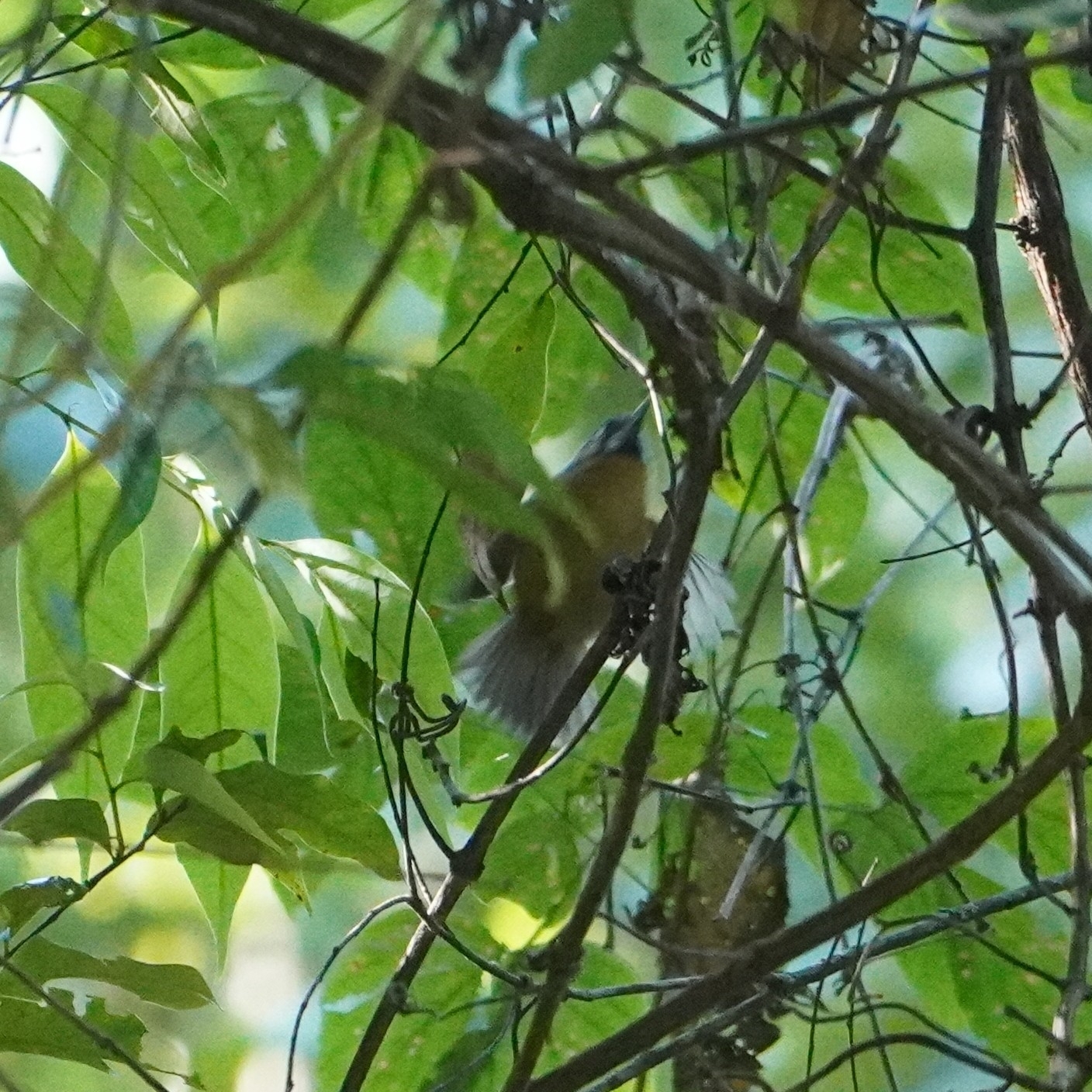 Grey-throated Babbler (Stachyris nigriceps), photo 1