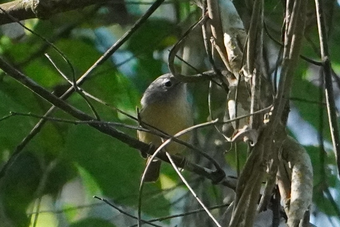 Yunnan Fulvetta (Alcippe fratercula), photo 3