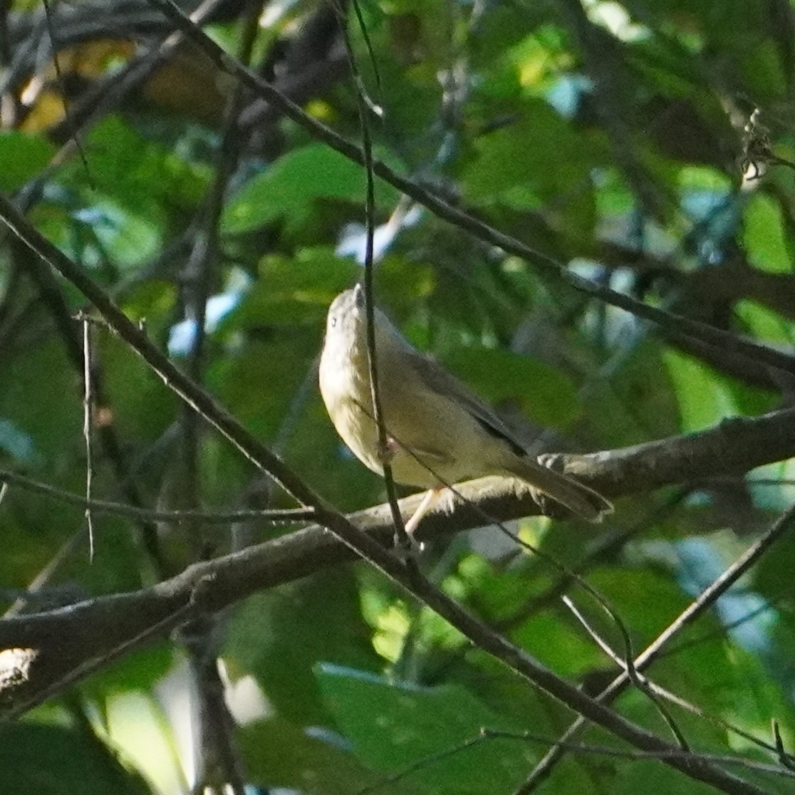 Yunnan Fulvetta (Alcippe fratercula), photo 4