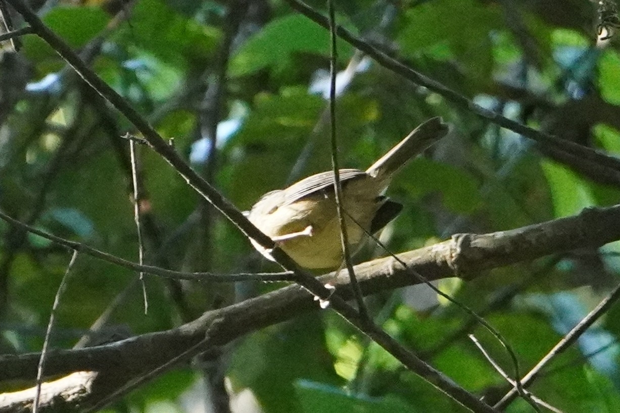 Yunnan Fulvetta (Alcippe fratercula), photo 5
