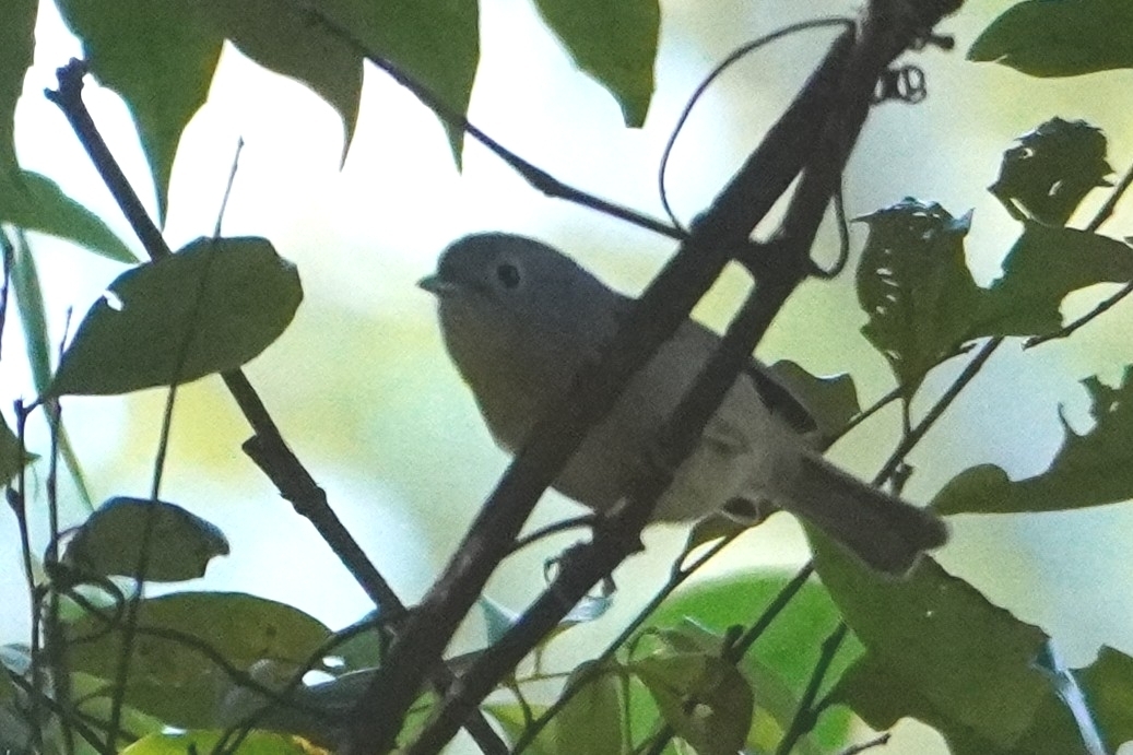 Yunnan Fulvetta (Alcippe fratercula), photo 2