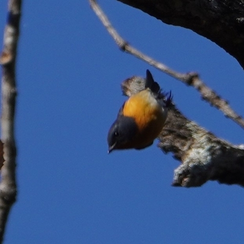 Slaty-backed Flycatcher (Ficedula erithacus), photo 2