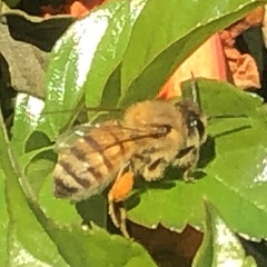 Apis mellifera