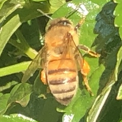 Apis mellifera