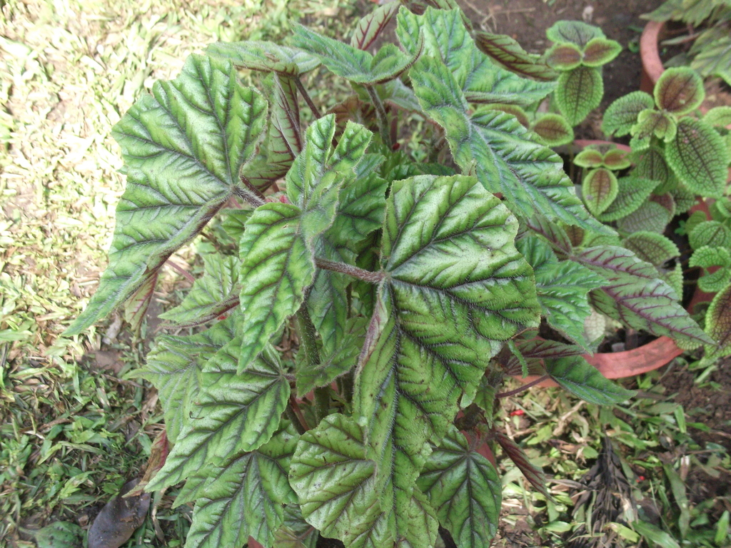 Begonia metallica