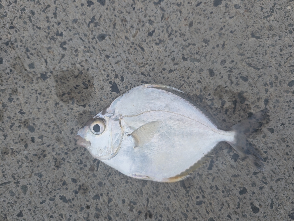 Common ponyfish (Leiognathus equulus) — Leiognathidae
