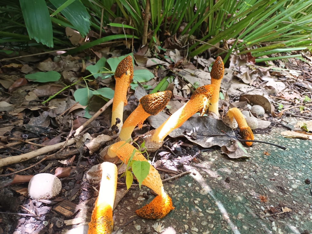 Phallus multicolor · January 2026 · photo: © sturuss (iNaturalist, cc0)
