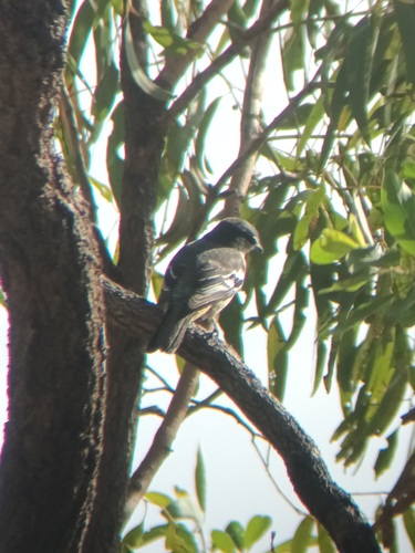 Varied Triller (Lalage leucomela), photo 6